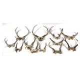 Lot, over 10 assorted whitetail antlers