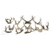 Lot, 10 assorted whitetail antlers