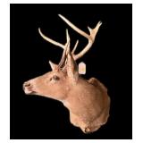 Trophy 9 pt. Whitetail Buck Mount