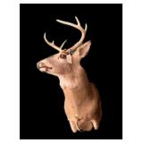 Trophy 8 pt. Whitetail Buck Mount