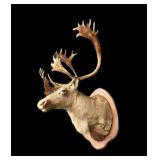 Trophy caribou mount