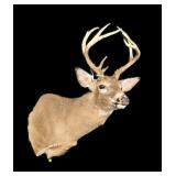Trophy 10 pt. Whitetail Buck Mount