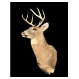 Trophy 8 pt. Whitetail Buck Mount