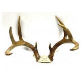 8-point trophy rack