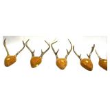 Lot, 5 sets of antler wall racks