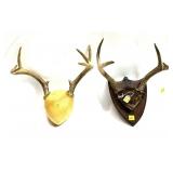 Lot, 2 antlers