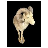 Trophy Stone Sheep Ram head Half shoulder wall