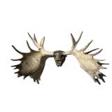 Trophy moose antlers , spread approx.