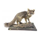 Full Fox Mount on base, base 24" L.