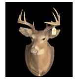 Trophy 9-Point Whitetail Deer Mount