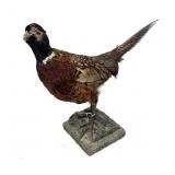 Pheasant Mount on base