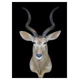 African Trophy Kudu Mount