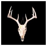 8-Point European Mount