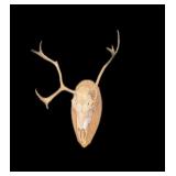 European Mount on wooden plaque