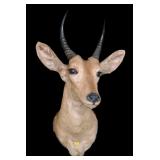 Trophy African Mountain Reedbuck Mount