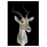 Trophy African Impala Mount