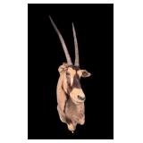 Trophy African Gemsbok Mount, as is