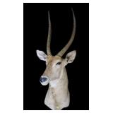 Trophy African Waterbuck Mount