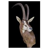 Trophy African Sable Mount