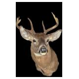 Trophy Whitetail 8 point mount