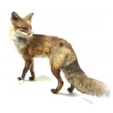 Trophy Red Fox Full Mount, overall size 22" H. x