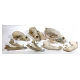 Lot: 3- Skulls