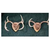 Lot, 2 whitetail racks on wooden plaques