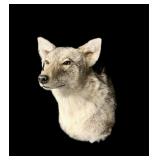 Trophy coyote shoulder mount
