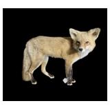 Trophy full body fox mount, 23" x 21" H