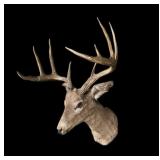 Trophy 9-point whitetail deer mount