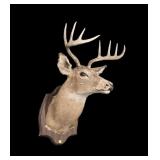 Trophy 8-point whitetail mount on wooden