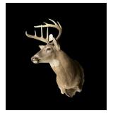 Trophy 10-point whitetail buck mount