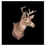 Trophy 8-point whitetail mount on wooden
