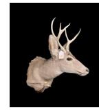 Trophy 6-point whitetail mount