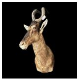 Trophy red hartebeest mount