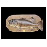 Small mouth bass fish mount on wooden plaque,