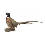Trophy vintage pheasant mount