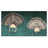 Lot, 2 trophy Tom turkey fans with beards and 1