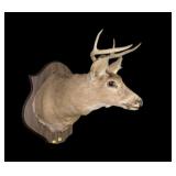 Trophy 6-point whitetail deer mount, damage on