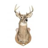 Trophy 8-point whitetail deer mount on wooden