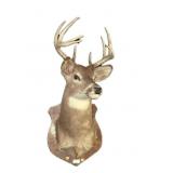Trophy 9-point whitetail deer mount on wooden