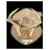 Whitetail antlers on wooden plaque