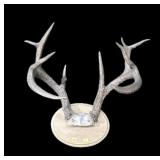 Antlers on wooden plaque