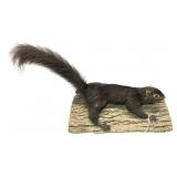 Trophy black squirrel on tree