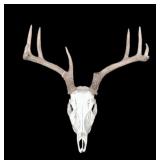 9-point whitetail European mount