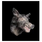 Boar head mount