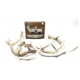 Lot, assorted whitetail antlers and decorative