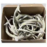 Large lot assorted whitetail deer antler sheds