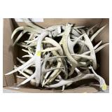 Large lot assorted whitetail deer antler sheds