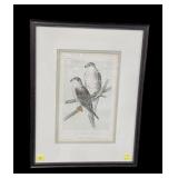 Framed Ferruginous Buzzard lith plate print,